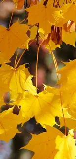 Golden yellow maple leaves in sunlight during autumn.