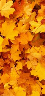 Vibrant orange and red autumn leaves covering the ground.