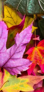 Colorful autumn leaves with pink, yellow, and green hues.