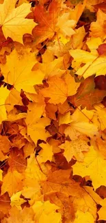 Vibrant orange and yellow autumn leaves background.