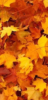 Orange and yellow autumn leaves mobile wallpaper.