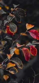 Autumn leaves on dark background mobile wallpaper.