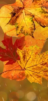 Vibrant orange autumn leaves wallpaper with raindrops.