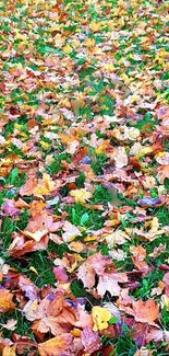 Colorful autumn leaves on green grass wallpaper.