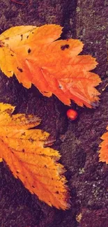 Orange autumn leaves on textured bark background.