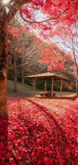 Autumn forest with vibrant red leaves and sunlight streaming through trees.