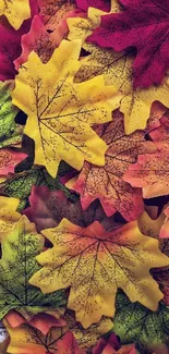 Colorful autumn maple leaves wallpaper in yellow, red, and green hues.