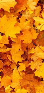 Golden yellow autumn leaves in a vibrant seasonal mobile wallpaper.