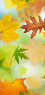 Colorful autumn leaves falling on a blurred background.