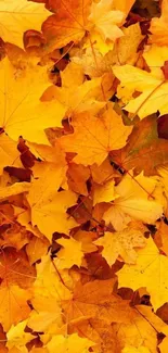 Bright autumn leaves in orange hues, covering the entire screen.