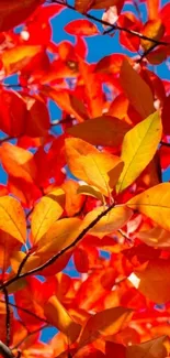 Bright red and orange autumn leaves against a blue sky wallpaper.