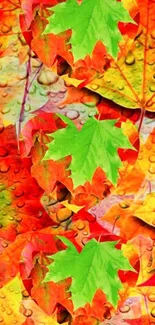 Colorful autumn leaves wallpaper with water droplets pattern.