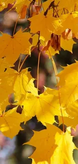 Bright yellow autumn leaves on tree wallpaper.