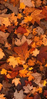 Colorful autumn leaves scattered on the ground.