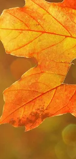 Close-up of an orange autumn maple leaf against a blurred background.