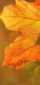 Close-up of a vibrant orange maple leaf against a soft background.