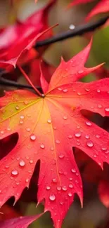 Close-up of a vibrant red maple leaf with dewdrops.
