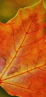 Close-up of vibrant orange maple leaf with intricate veins against a blurred background.