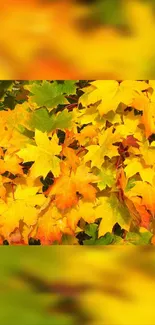 Vibrant yellow maple leaves on autumn wallpaper.