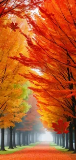 Vibrant autumn pathway with orange and yellow trees lining a scenic trail.