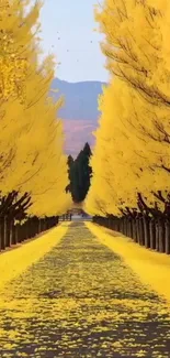Pathway lined with vibrant yellow autumn trees.