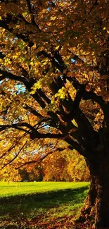 Autumnal scene with golden leaves and sunlit path on a mobile wallpaper.