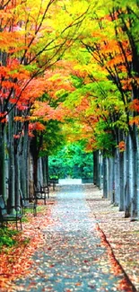 Vibrant autumn trees lining a peaceful pathway.