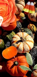 Autumn pumpkins and gourds in vibrant orange hues for festive mobile wallpaper.