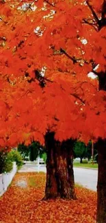 Vibrant orange autumn leaves over a scenic street path.