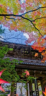 Japanese temple under vibrant autumn leaves.