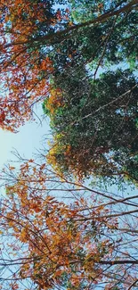 Vibrant autumn trees under a blue sky.