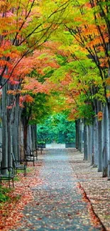 Autumn pathway with vibrant, colorful trees forming a scenic canopy.
