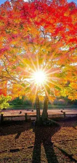 Vibrant autumn tree with sunlight shining through red leaves.