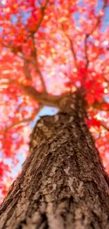 Autumn tree with vibrant red foliage against a blue sky.