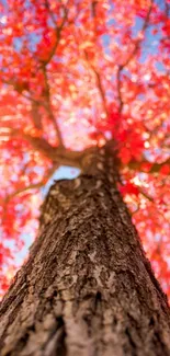 Close view of red autumn leaves on a tree.