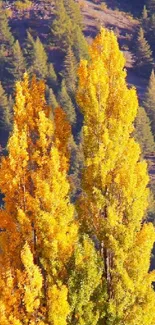 Stunning mobile wallpaper featuring vibrant autumn trees by a serene lake.