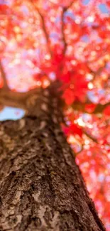 Upward view of a tree with vibrant red leaves.