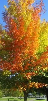 Vibrant autumn tree with colorful leaves against a blue sky.