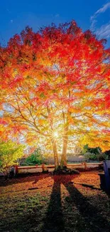 Sunlight through vibrant autumn tree.