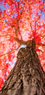 Upward perspective of a tree with red leaves in autumn against a blue sky.