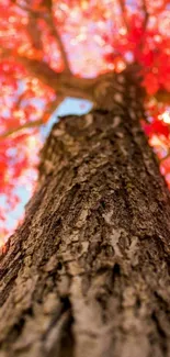 A vibrant autumn tree with red leaves and a blue sky.