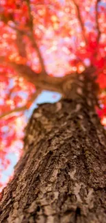 Vibrant tree with red autumn leaves looking upward.