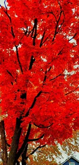 Vivid red autumn tree with lush foliage.