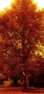 Vibrant autumn tree with rich orange leaves in a scenic park setting.