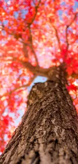 Soft focus view of a vibrant autumn tree with red leaves and textured bark.