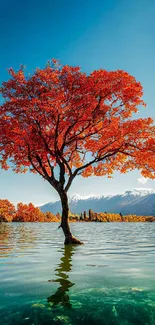 Solitary vibrant autumn tree reflecting in lake with mountains.