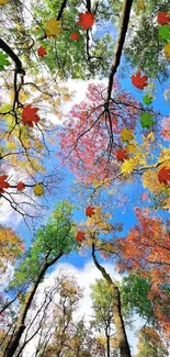 Colorful autumn tree canopy against blue sky.