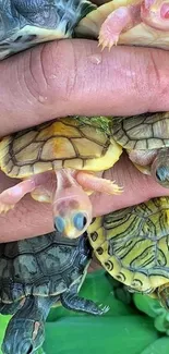 Vibrant baby turtles hand-held close-up wallpaper.