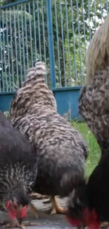 Chickens in a backyard against a green fence.