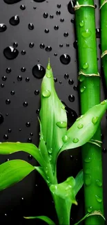 Bamboo stems and leaves with water droplets on a dark background.